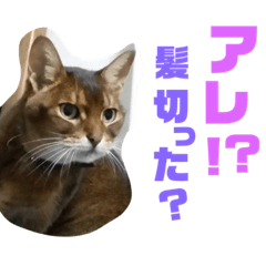 [LINEスタンプ] アビシニアンと仲間達