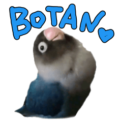 [LINEスタンプ] ボタンインコのボタンちゃん