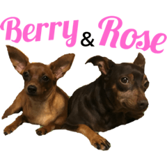 [LINEスタンプ] ミニピン♡Rose＆Berry