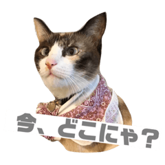 [LINEスタンプ] しゃむしゃむスタンプ