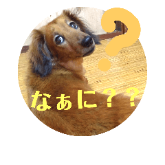 [LINEスタンプ] 梅ちゃんの日常だワン！