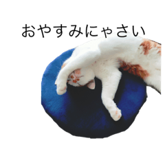 [LINEスタンプ] 飼い猫 実写スタンプ オムレイモの画像（メイン）