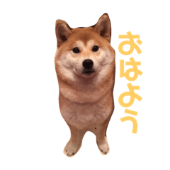 [LINEスタンプ] はなまる、はなちゃん