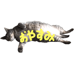 [LINEスタンプ] わが家のまめこ