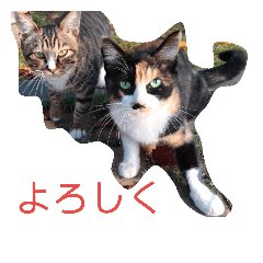 [LINEスタンプ] 三毛猫ファミリー