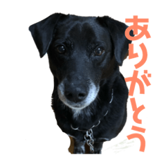 うちのラムくん