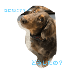 [LINEスタンプ] ちゃぶくんスタンプ2