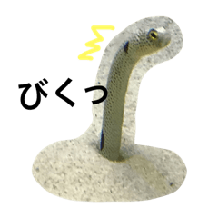 [LINEスタンプ] 海の生き物、使える面白ろスタンプ