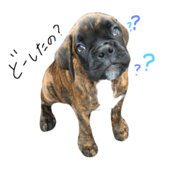 [LINEスタンプ] ボクサー犬  バル