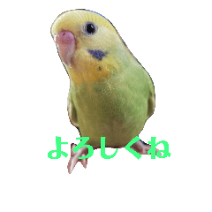 [LINEスタンプ] セキセイインコのリコちゃん＆ミロちゃん