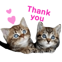 [LINEスタンプ] 色んな子猫のスタンプ