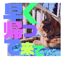 [LINEスタンプ] デカ文字で日常会話キャットニャー