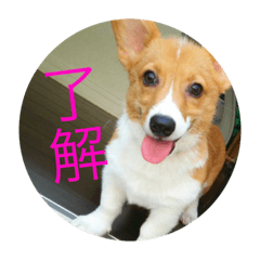 [LINEスタンプ] 愛犬❤ここ❤なつ