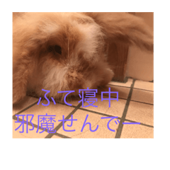 [LINEスタンプ] 日常使える うさぎ編