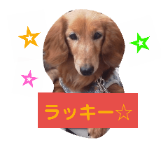 [LINEスタンプ] ダックスその他の愉快な仲間たちの日常8