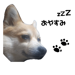 [LINEスタンプ] 愛犬スタンプ①