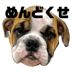 [LINEスタンプ] ブルドッグ社長(PUPPY)