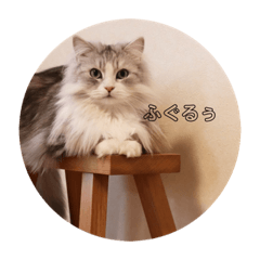 [LINEスタンプ] 僕、ダニエルです。