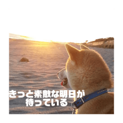[LINEスタンプ] 柴犬まろ④写真文字入り