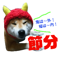 [LINEスタンプ] 柴犬との楽しいイベント(1)
