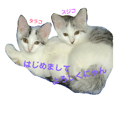 [LINEスタンプ] 姉妹ネコのタラコ＆スジコ
