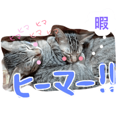 [LINEスタンプ] わが家の愛猫かんひなコンビ