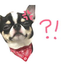 [LINEスタンプ] チワワのブル