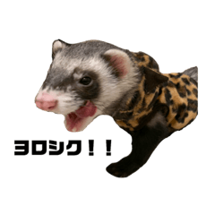 [LINEスタンプ] ふぇれすた。
