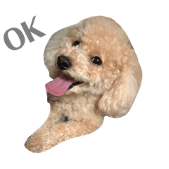 [LINEスタンプ] トイプー⋆︎むぎの日常