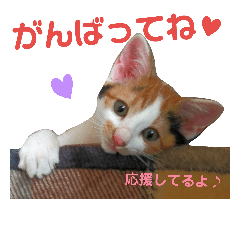 [LINEスタンプ] 仔猫のラナ 3