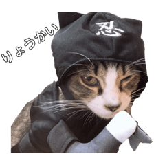 [LINEスタンプ] 猫スタンプ(きぃくぅろぅ)