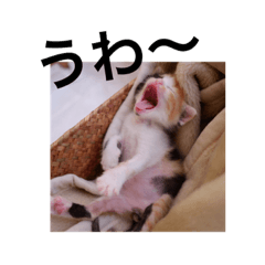 [LINEスタンプ] 三毛猫ぴっぴ