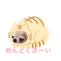 [LINEスタンプ] 仲良しチワワ達