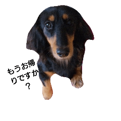 [LINEスタンプ] おたずねしますが～