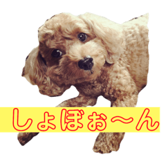 [LINEスタンプ] コロンさん2 〔収益はエサ代になります〕
