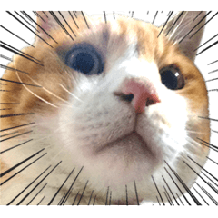[LINEスタンプ] 猫のミルトン 実写の画像（メイン）