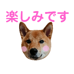[LINEスタンプ] 柴犬サニーの敬語
