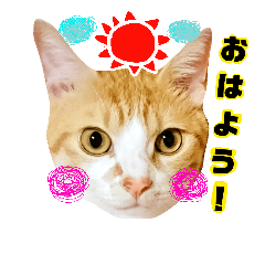[LINEスタンプ] にゃんこ、日常。