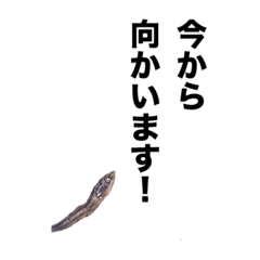 [LINEスタンプ] 煮干し達 2