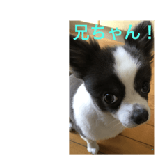 [LINEスタンプ] チワワの気持ちっ