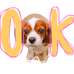 [LINEスタンプ] キャバリア りりぃちゃん♡