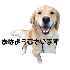 [LINEスタンプ] ゴールデンのニコと仲間たち2