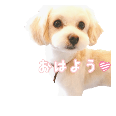 [LINEスタンプ] コロの日常スタンプ☆
