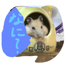 [LINEスタンプ] プティのあいさつ