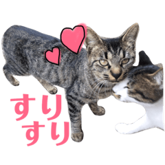[LINEスタンプ] 我が家の愉快な猫達