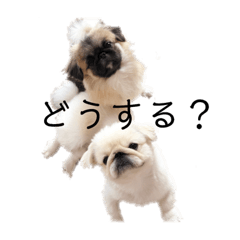 [LINEスタンプ] ブーフとティート
