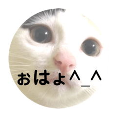 [LINEスタンプ] 猫顔面スタンプ。