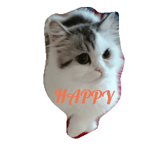 [LINEスタンプ] 猫 写真スタンプ①