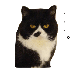 [LINEスタンプ] うちのお猫