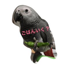 [LINEスタンプ] 【ヨウムのめるるん】スタンプ